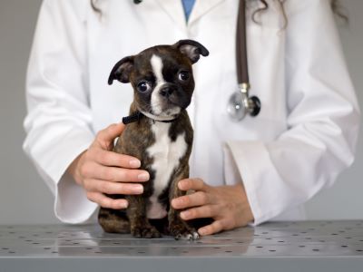treatment during kennel cough