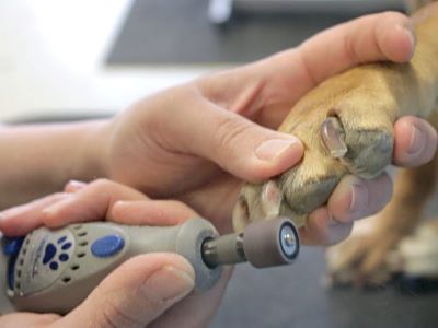 grinding the nails of a dog