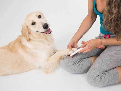 filing the nails of a dog