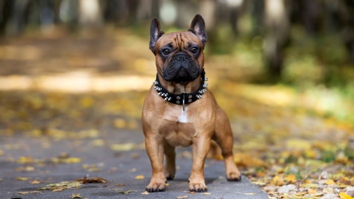 dog with spiked collar dog with spiked collar