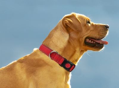 What Do Different Color Dog Leads Mean