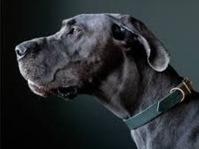 What Do Different Color Dog Leads Mean What Do Different Color Dog Leads Mean