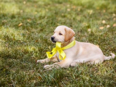 What Do Different Color Dog Leads Mean