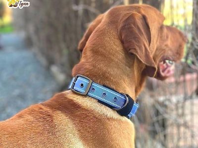 What Do Different Color Dog Leads Mean What Do Different Color Dog Leads Mean