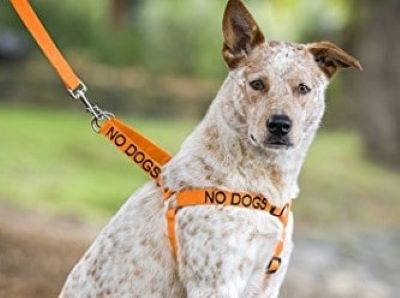 What Do Different Color Dog Leads Mean What Do Different Color Dog Leads Mean