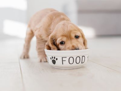 Benefits of Hypoallergenic Dog Food