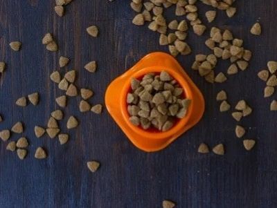 dry dog food dry dog food