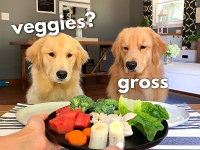 food for dogs