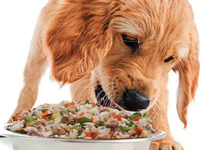 diet for dogs diet for dogs