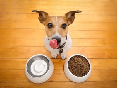 hungry dog hungry dog