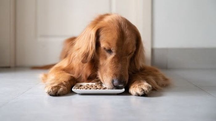 What Is Hypoallergenic Dog Food? Explained - WeWantDogs - Easy-To-Digest Dog Food Without Common Allergens