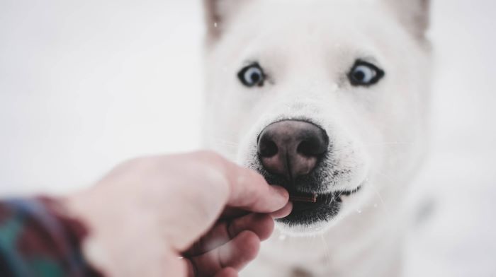 owner feeding his food