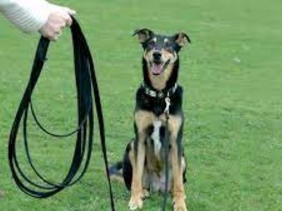 dog with a long-line lead dog with a long-line lead