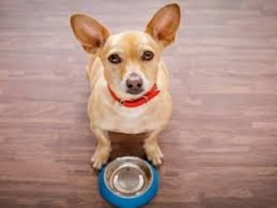 puppy waiting for food puppy waiting for food