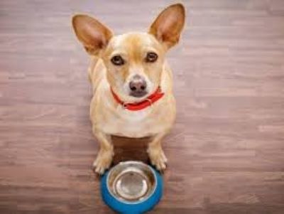 puppy waiting for food