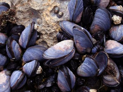 what are mussels