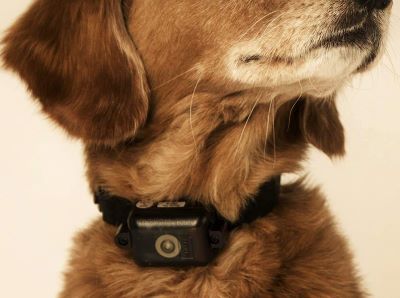 training collar of dog training collar of dog