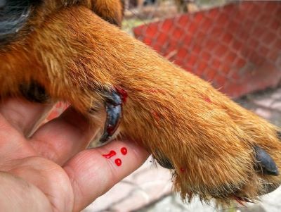 dog being injured dog being injured