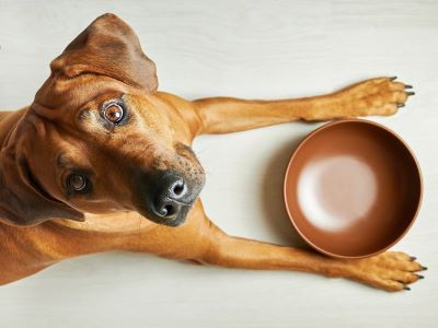 dog with his food bowl