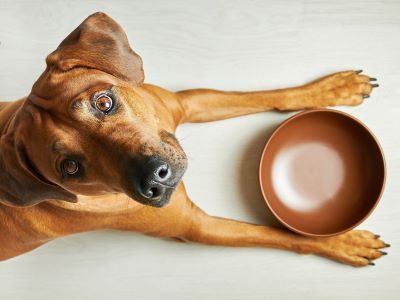 dog with his food bowl dog with his food bowl
