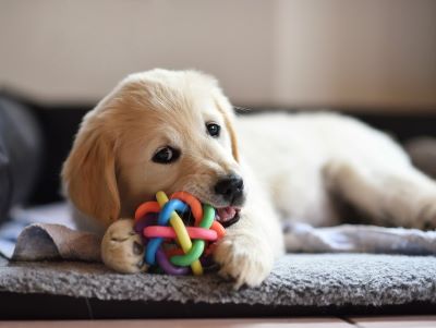 puppy chewing a toy