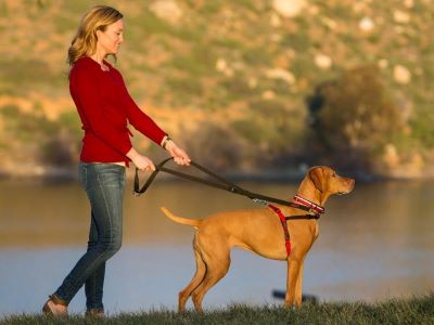 owner leading a dog with leash owner leading a dog with leash