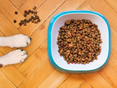 kibbles(dry food) for dog kibbles(dry food) for dog