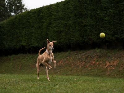 dogs-like-tennis-balls