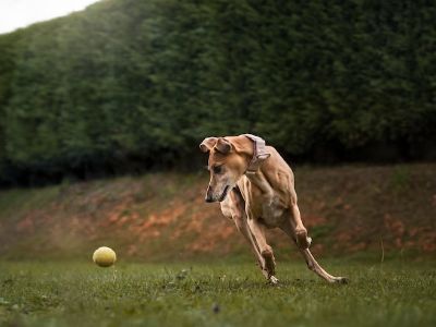 tennis-balls-dangers-for-dogs