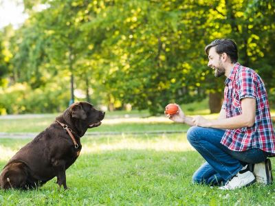 stop-dog-eating-tennis-balls