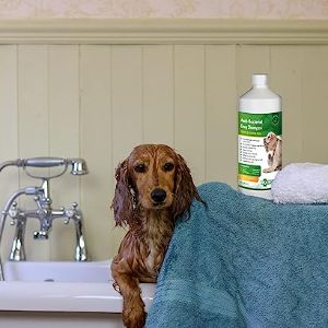 Aqueos Antibacterial, Antiviral & Antifungal Dog Shampoo