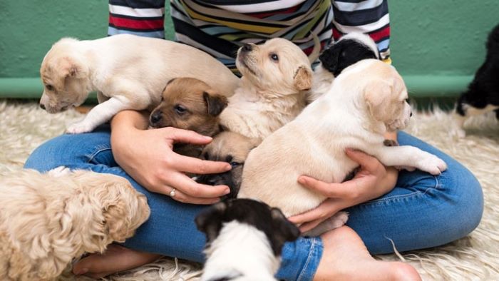 Can My Puppy Meet Other Dogs Before Vaccinations Can My Puppy Meet Other Dogs Before Vaccinations