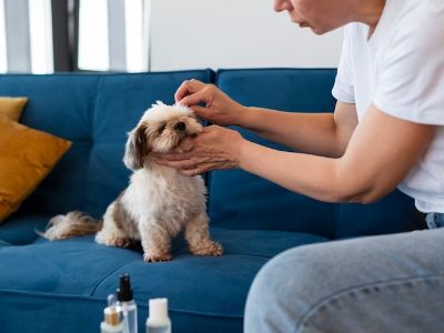 germolene for dogs germolene for dogs