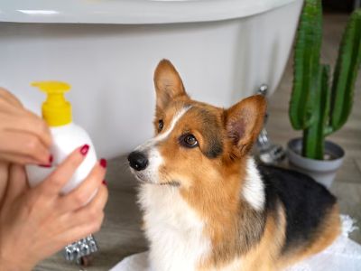 How To Use Germolene Cream On Dogs How To Use Germolene Cream On Dogs