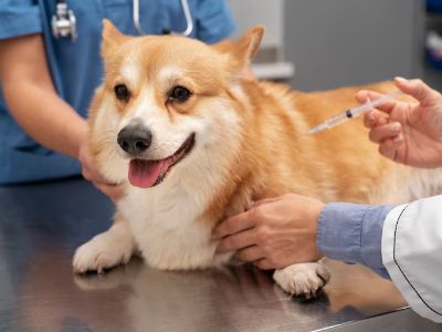 TCP poisoning in a dog TCP poisoning in a dog