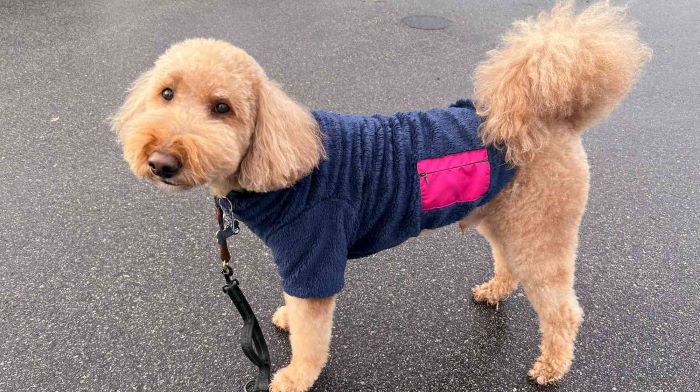 dog with a coat on How to Measure for a Dog Coat? The Ultimate Guide