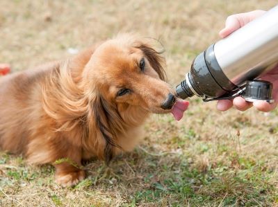 dog drinking water using adapter dog drinking water using adapter