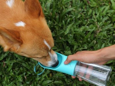 dog drinking water from a dispenser dog drinking water from a dispenser