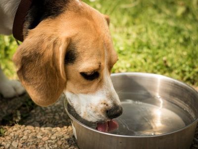dog drinking water dog drinking water