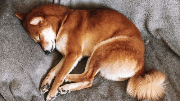 Dog Wagging Tail in Sleep - What Does This Mean? - WeWantDogs