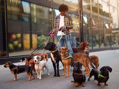 Do Dog Walkers Charge Do Dog Walkers Charge
