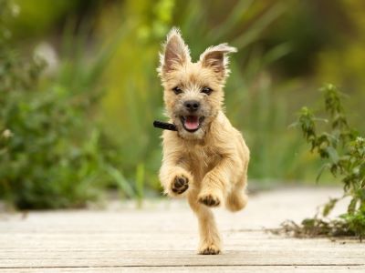 HAPPY PUPPY HAPPY PUPPY
