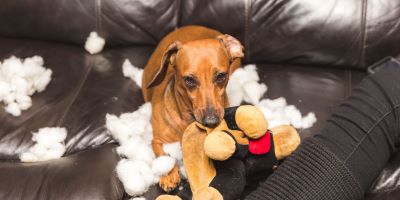 dog chewing a toy dog chewing a toy