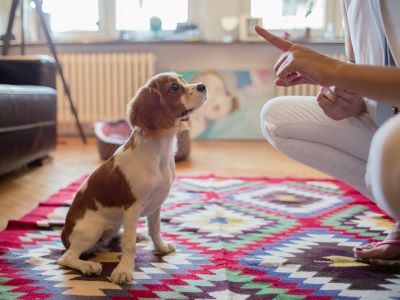 owner teaching command to dog owner teaching command to dog