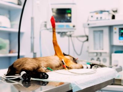 Pancreatitis In Dogs Treatment Pancreatitis In Dogs Treatment