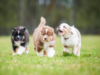introduce your puppy to other dogs introduce your puppy to other dogs