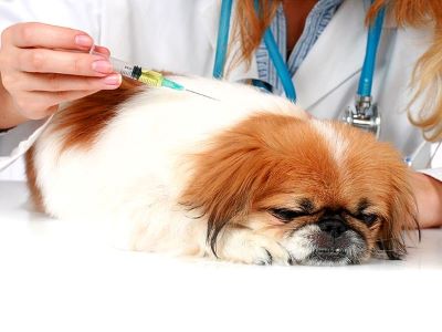 Vaccination and Socialization in dogs Vaccination and Socialization in dogs