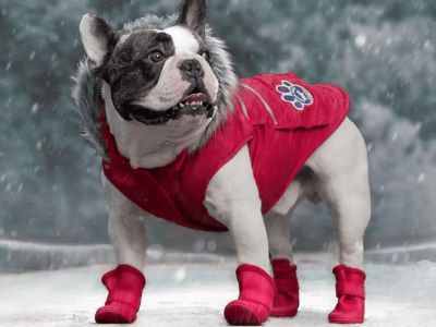 dog with a coat on Why Use a Coat?