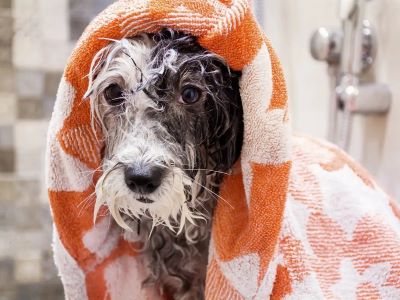 post-bath zoomies in dogs post-bath zoomies in dogs