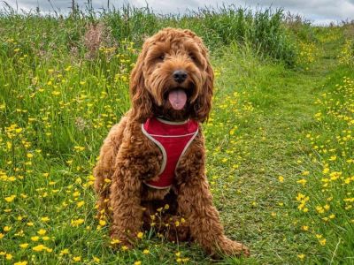 Cockapoo in the garden